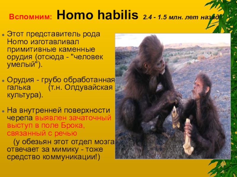 Первые представители рода человек. Род homo представители Эволюция. Представители рода хомо. Первые представители рода homo. Представители хомо хабилис.