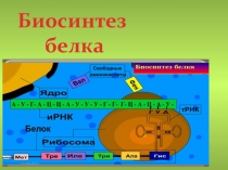 Презентация Биосинтез белка по теме Биосинтез белка