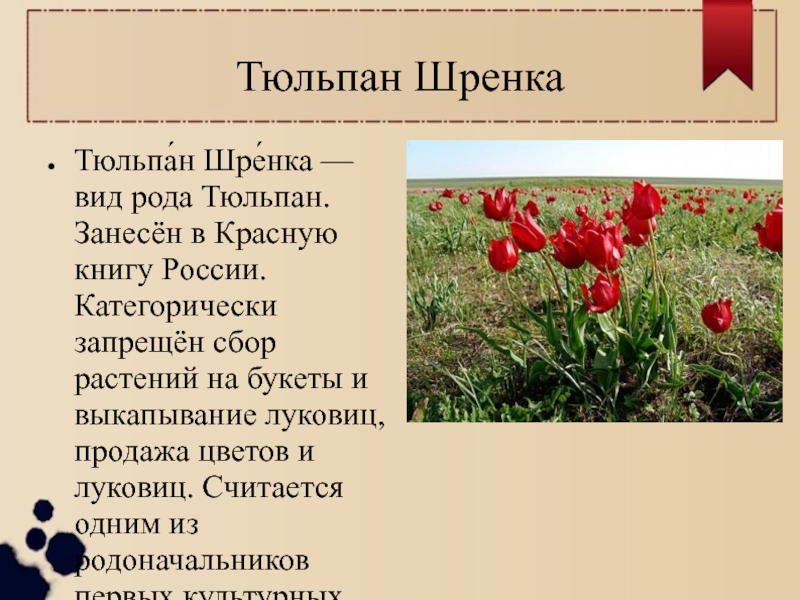Тюльпан дмитрий донской фото и описание