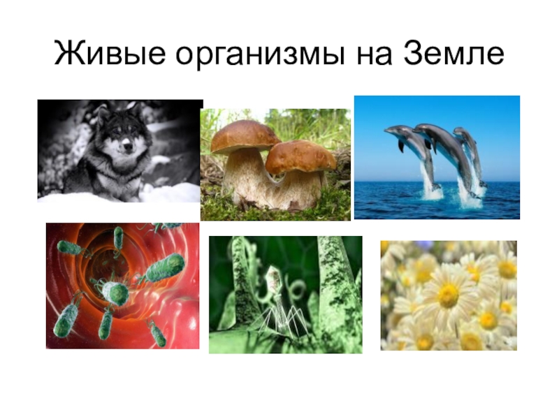 Организмы тело живой природы. Живые организмы. Мир живых организмов. Живые организмы биология. Организмы в природе.