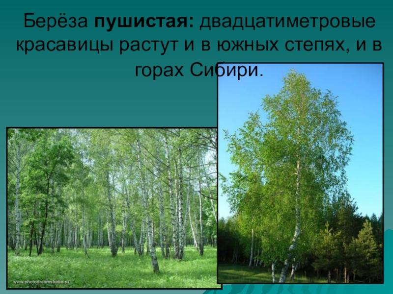 Берёза пушистая: двадцатиметровые красавицы растут и в южных степях, и в горах Сибири.
