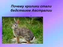 Презентация по биологии на экологическую тему Почему кролики стали бедствием Австралии