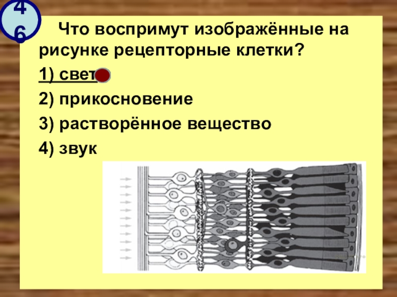 Что воспримут изображенные на рисунке рецепторные клетки растворенное вещество