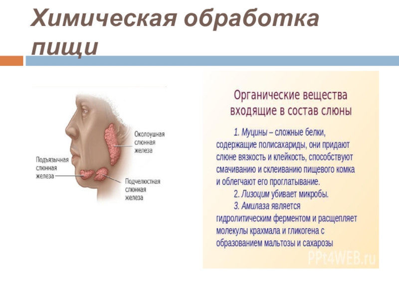 Презентация на тему пищеварение в ротовой полости 8 класс биология