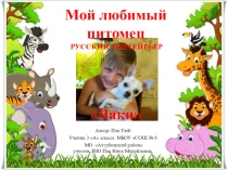 Мой любимый питомец. Той-терьер Чаки