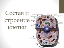 Состав и строение клетки