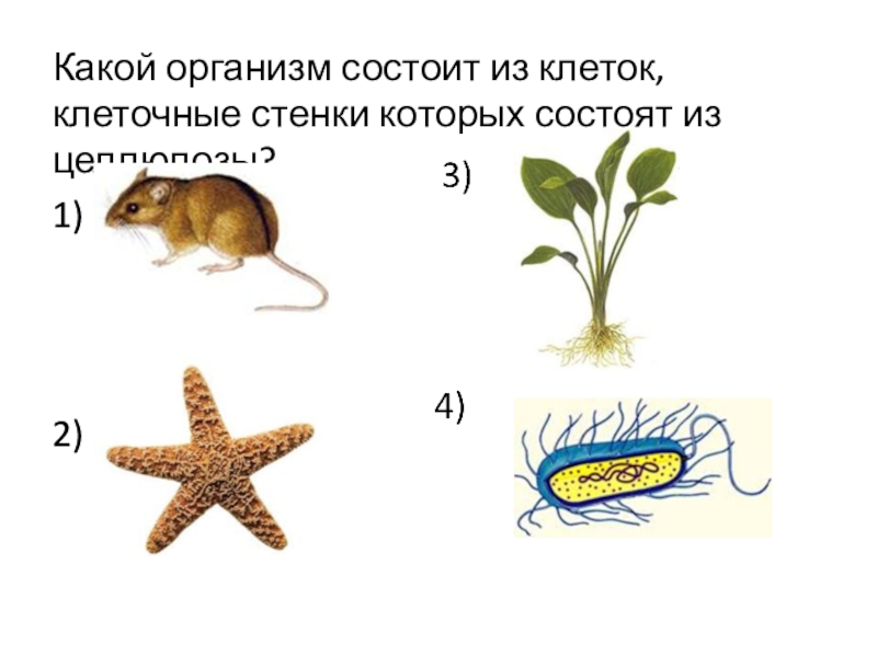 Какие организмы не имеют клеток