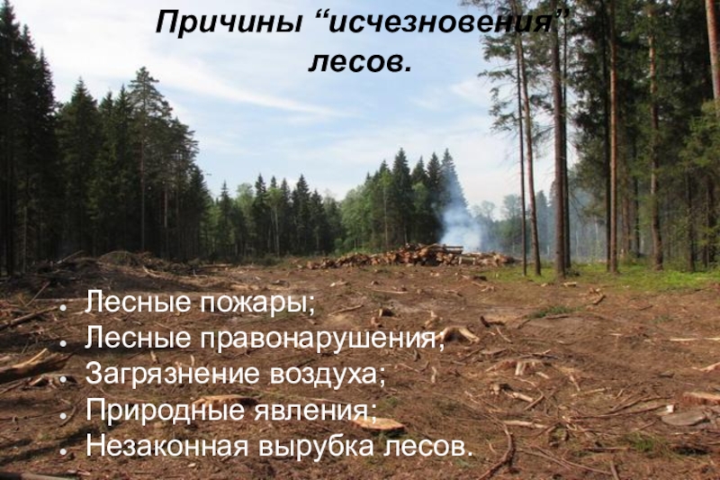 Антропогенные воздействия на лес. Вырубка лесов. Причины исчезновения лесов. Вырубка лесов антропогенный фактор. Причины вырубки лесов.