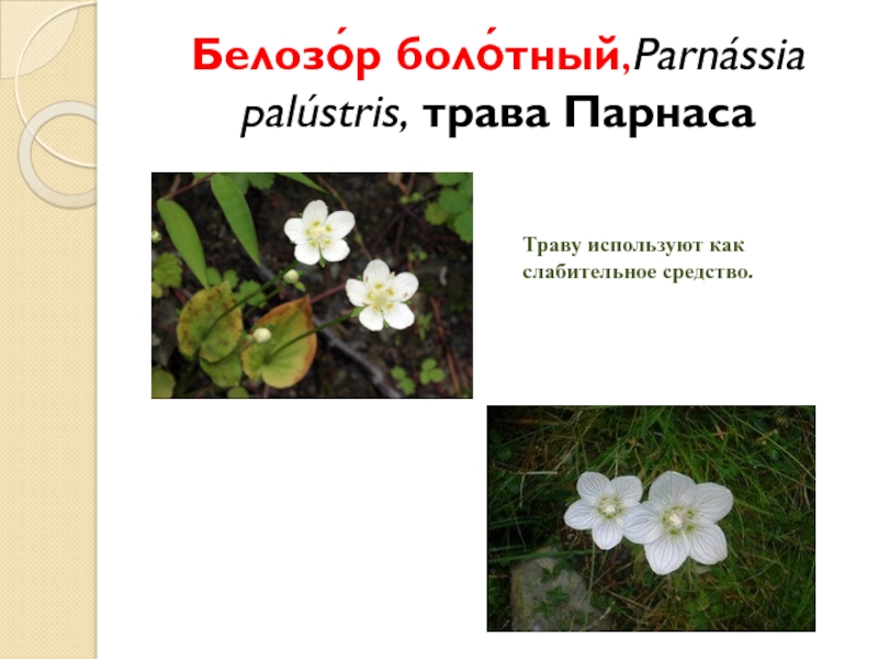 Белозо́р боло́тный,Parnássia palústris, трава ПарнасаТраву используют как слабительное средство.