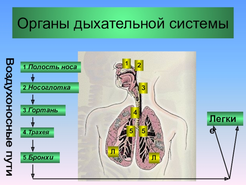 Орган биология 8 класс. Дыхательная система биология. Представление о дыхательной системе. Дыхательная система презентация. На тему строение органа дыхания.