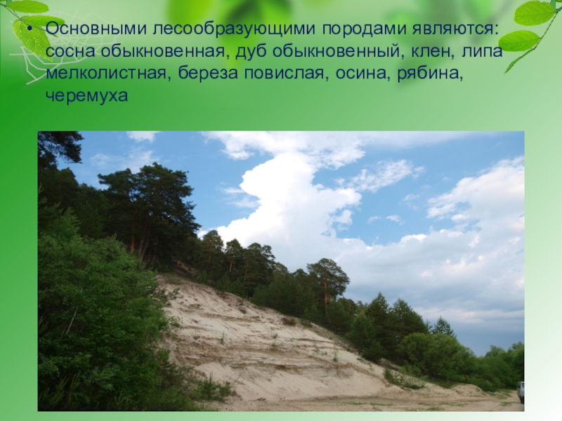 Основные лесообразующие породы Бурятия. Характеристика лесообразующих пород Барабинского района. Основные лесообразующие породы