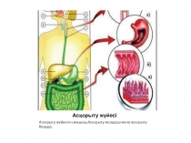 Биология пәні бойынша Ас қорыту жүйесі 8 сынып