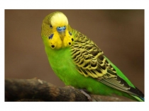 Презентация по окружающему миру Животные живого уголка (2 класс)