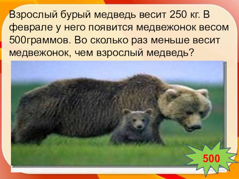 Сколько весит медведь. Сколько весит медведь бурый взрослый. Вес взрослого медведя. Вес бурого медведя взрослого. Бурый медведь весит.