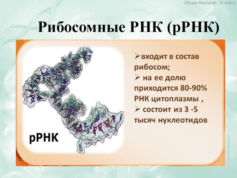 Рибосомная рнк рисунок