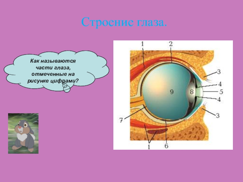 Как называются части глаза отмеченные на рисунке цифрами