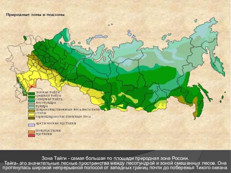 На каких материках расположена тайга. Карта природных зон России площадь. Зона тайги на карте России. Тайга на карте России природных зон. Территория тайги на карте России.