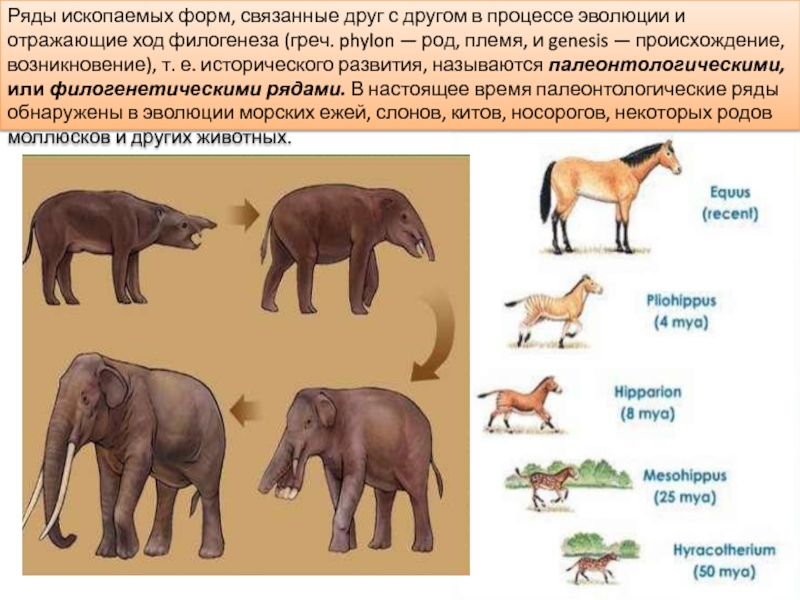 Какая группа доказательств эволюции живой природы изображена на рисунке слоны