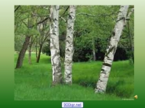 Презентация по теме  Многообразие грибов