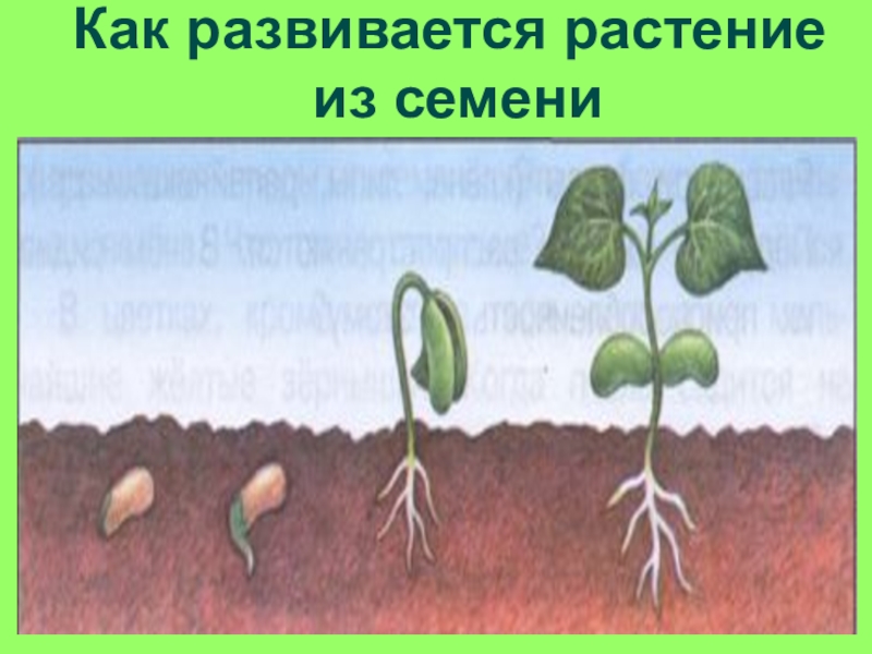 Определи последовательность развития растения из семени. Как развивается растение из семени. Процесс развития растения из семени. Этапы роста растений. Стадии развития растений.