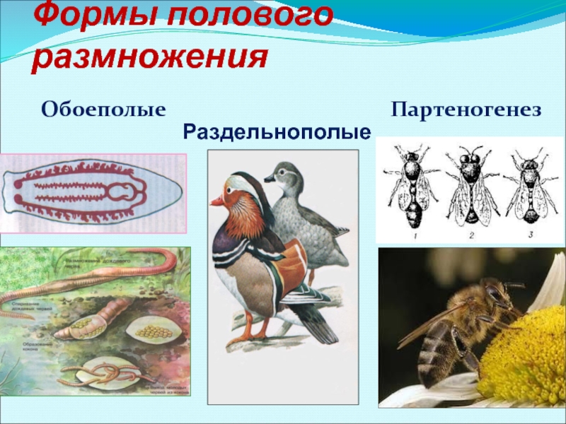 Формы размножения животных конспект. Примеры полового размножения. Половое размножение примеры. Формы полового размножения животных. Половое размножение животных примеры.