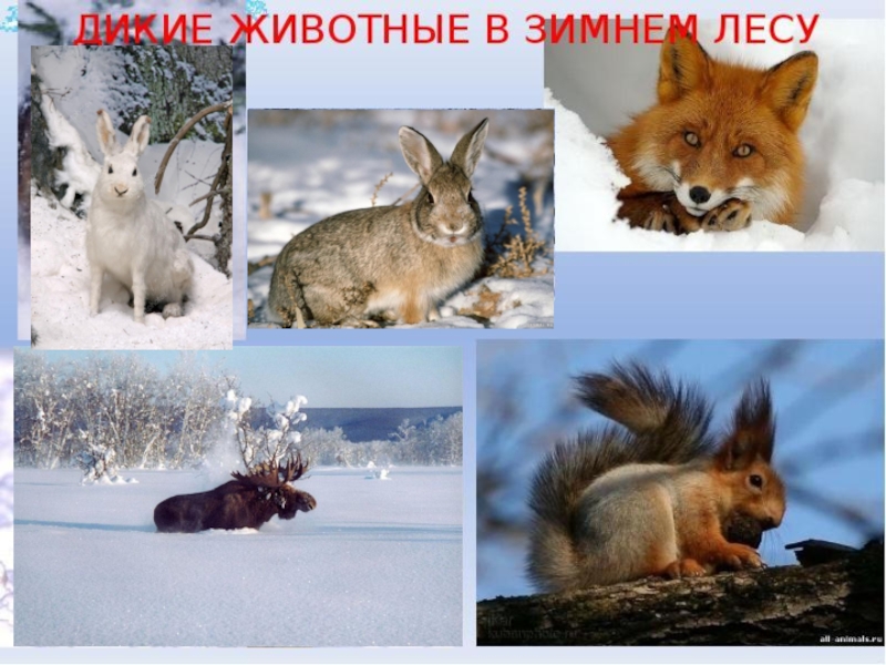 Время года зима изменения в жизни животных. Зимующие звери. Зимующие животные для детей. Жизнь животных зимой. Дикие животные зимой для детей.