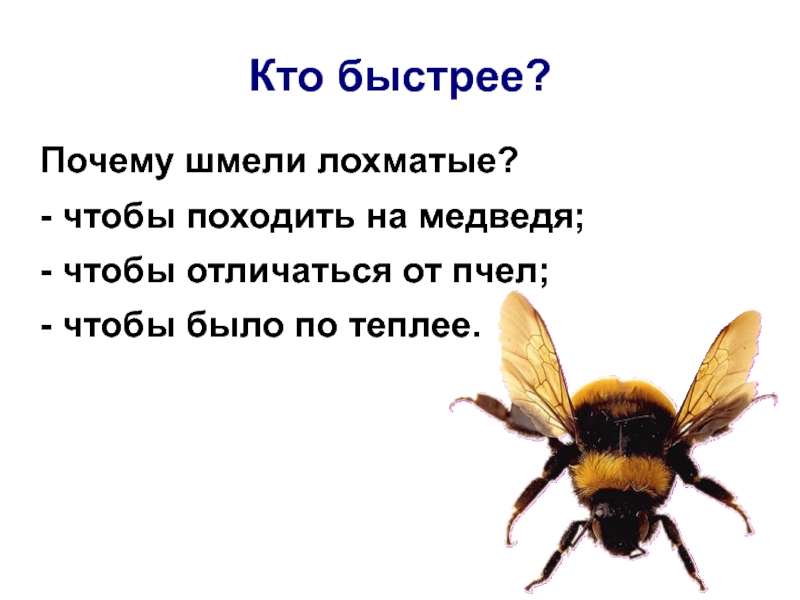 Зачем быстрее. Почему Шмель летает. Почему Шмель мохнатый. Почему шмели лохматые?. Почему Шмель толстый.