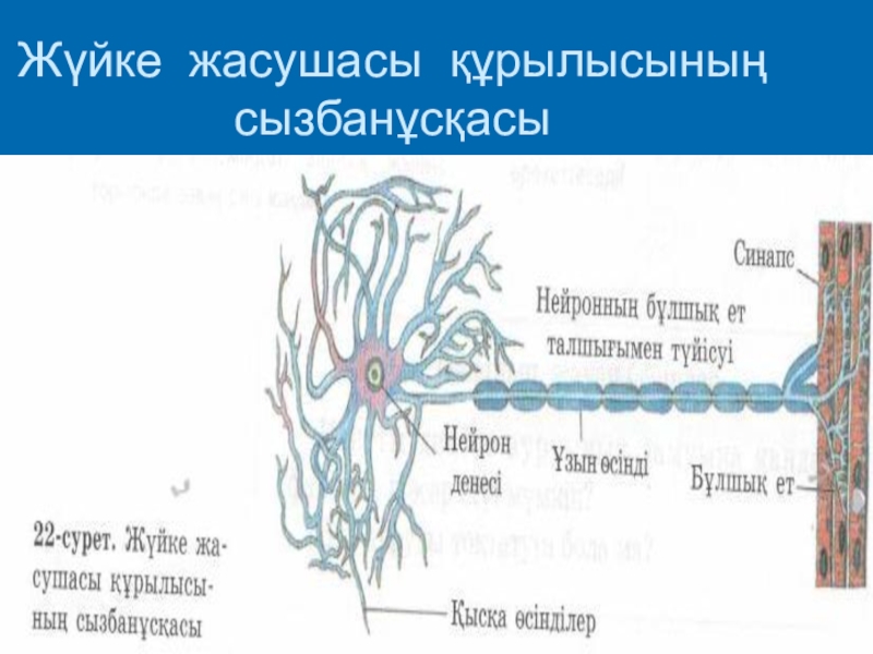 Нейронның құрылысы. Нейрон жүйке. Нейрон жасушасы. Орталык жуйке жуйесынын сопакша ми сезымтал Нейрон. Нейрон бұлшық ет жасушасымен байланысса синапс түрі.