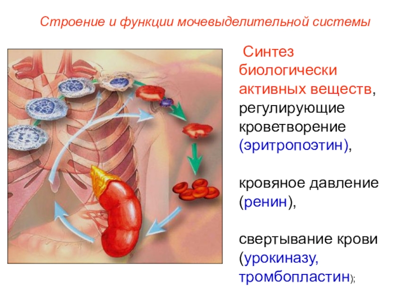 Строение и функции веществ. Синтез биологически активных веществ. Эндокринная функция мочевыделительной системы. Ренин в мочевыделительной системе. Эритропоэтин строение.