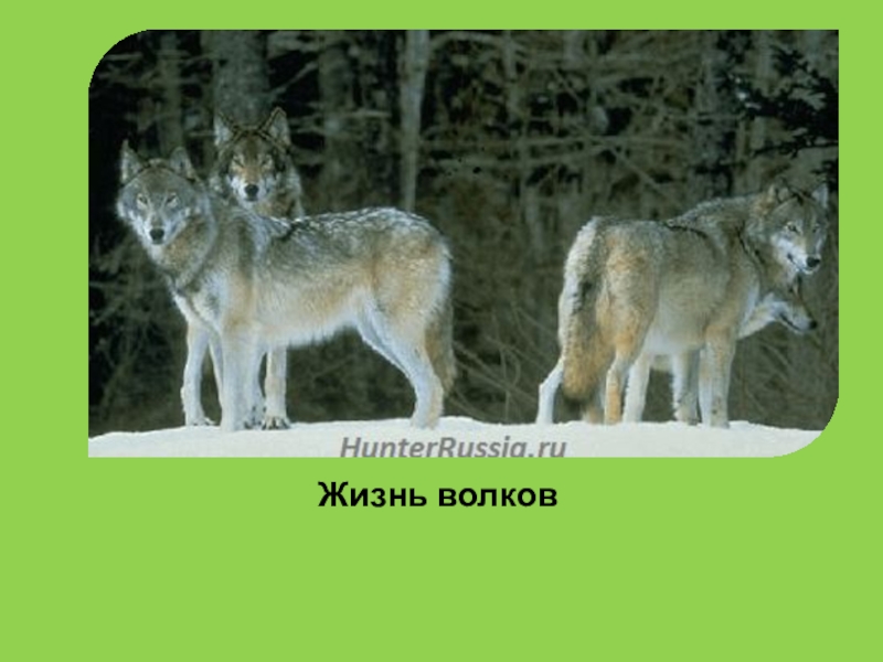 Продолжительность жизни волка в природе.