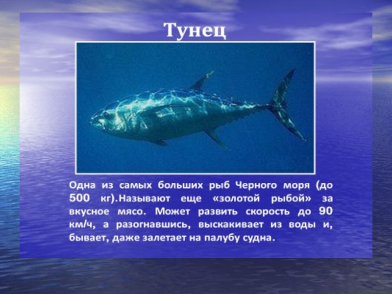 Какие виды рыб в черном море. Черноморская рыба. Рыбы обитающие в черном море. Какие рабы водятся в чёрном море. Рыбы которые водятся в черном море.