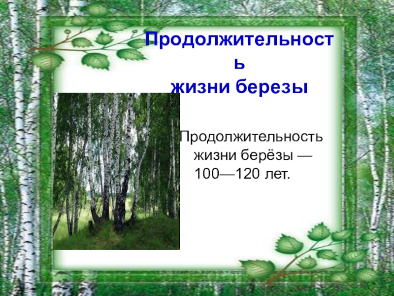 дуб продолжительность жизни дерева. весенняя береза. березовая роща береза повислая. продолжительность жизни сосны. сколько живет береза.