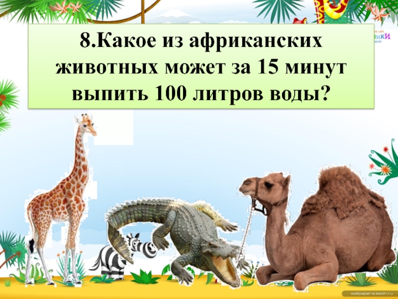 Час зверя. Какое африканское животное способно выпить 100 литров воды за 15 минут. Какое животное способно выпить 250 литров воды сразу?. Какое животное может выпить 1000000000 литров воды. Кто из животных не умеет качаться.