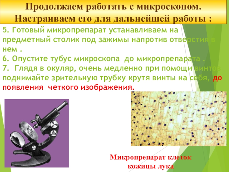 Рассмотрите под микроскопом готовые микропрепараты растительных тканей. Работа с микроскопом. Микроскоп с микропрепаратами. Основные этапы работы с микроскопом. Микроскоп работа с микроскопом.