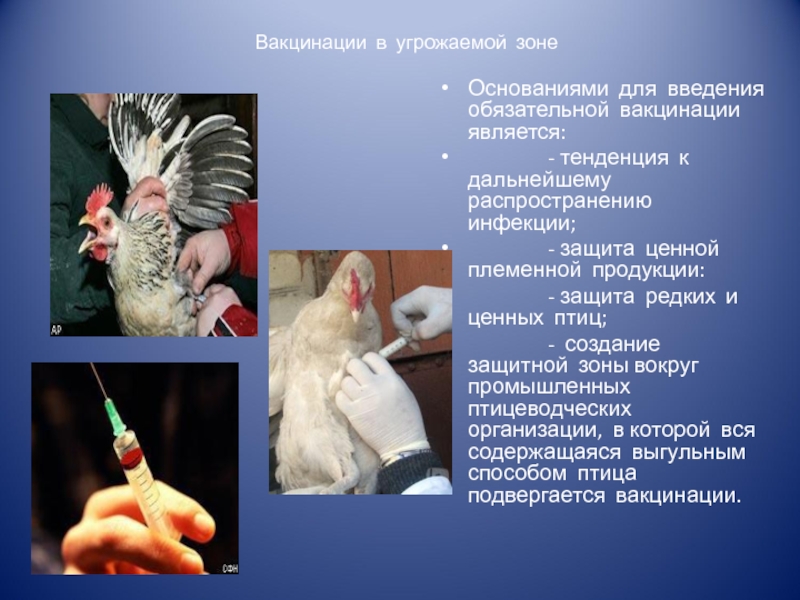 Болезнь птичий грипп. Методы вакцинации птицы. Вакцинация птицы от птичьего гриппа.