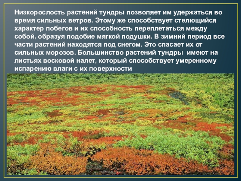 Высказывание о тундре. Тундра природная зона растительность. Природные зоны России тундра растения. Тундра характеристика природной зоны. Тундра характеристика растительности.