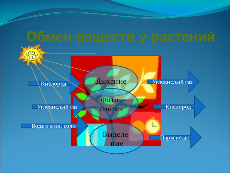 Презентация на тему дыхание растений и животных 6 класс