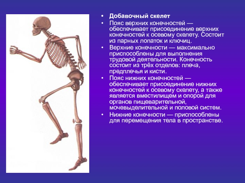 Внутренний скелет состоит из. Добавочный скелет. Добавочный сккплт.