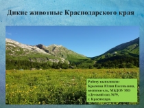 Презентация Дикие животные Северного Кавказа
