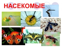 Презентация по биологии на тему Насекомые