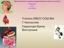 Презентация урока по окружающему миру