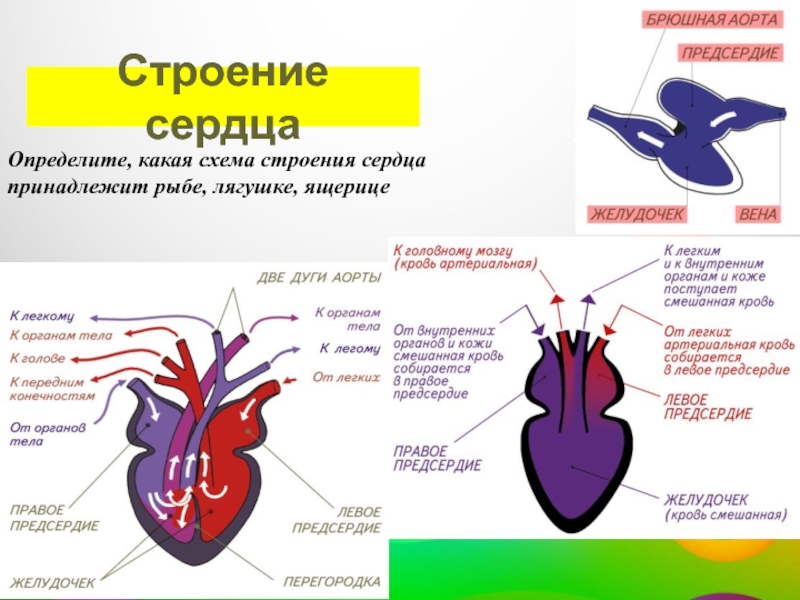 В желудочке земноводных находится кровь. Строение сердца теплокровных. Строение сердца схема. Строение сердца амфибий. Строение сердца земноводных.