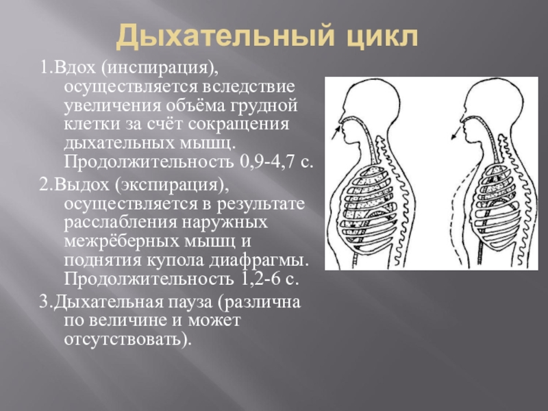 На рисунке изображены вдох и выдох человека определите