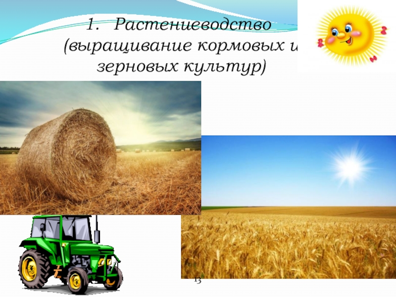 Растениеводство (выращивание кормовых и зерновых культур)13