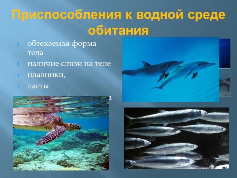 Приспособление водной среды. Приспособления к водной среде обитания. Приспособления животных к водной среде. Приспособленность к водной среде. Приспособления акулы к водной среде.