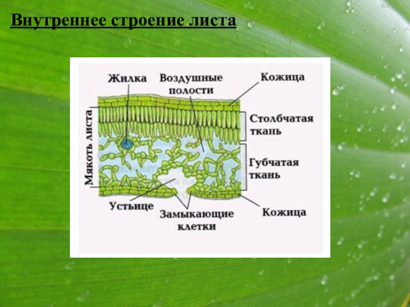 Биология 6 класс презентация лист