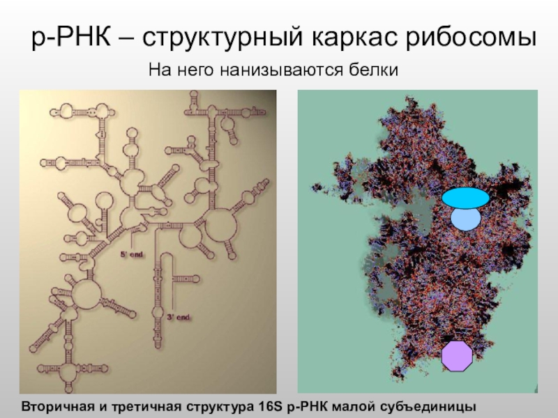 Рибосома имеет днк. 16s рибосомальная РНК. Секвенирование Гена 16s РРНК. Рибосомная РНК третичная структура. Вторичная структура р РНК.