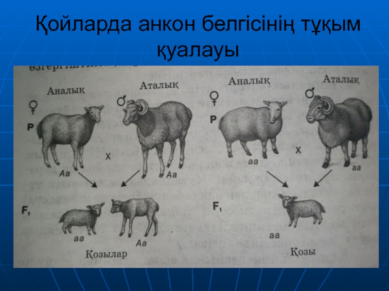 Тұқымқуалаушылық пен өзгергіштік заңдылықтары презентация