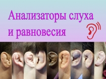 Презентация по биологии Органы слуха