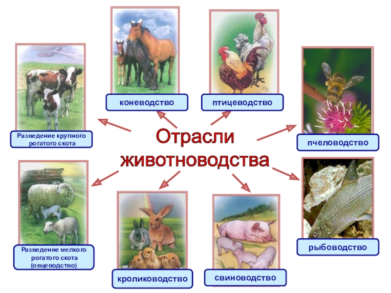 Какое слово лишнее коневодство свиноводство птицеводство плодоводство